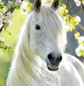 Conte Zen du pauvre paysan chinois et du cheval blanc