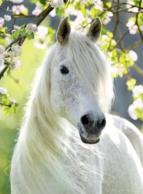 Conte Zen du pauvre paysan chinois et du cheval blanc