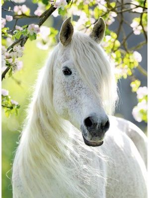 Conte Zen du pauvre paysan chinois et du cheval blanc